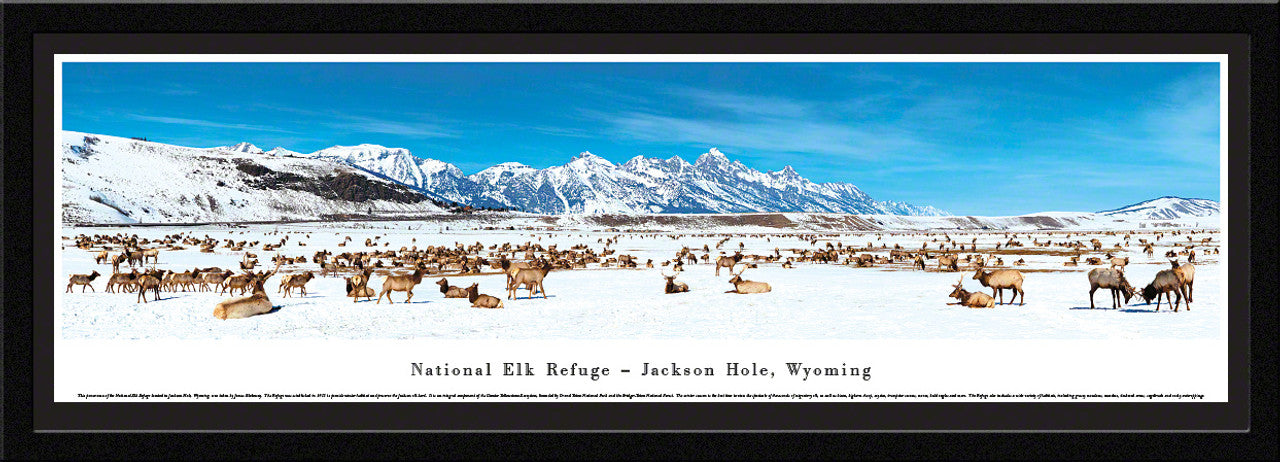 National Elk Refuge - Jackson Hole, Wyoming Panoramic Picture by Blakeway Panoramas