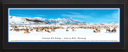 National Elk Refuge - Jackson Hole, Wyoming Panoramic Picture by Blakeway Panoramas